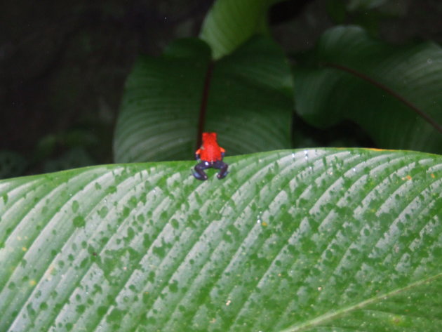 Blue Jeans Frog on the edge