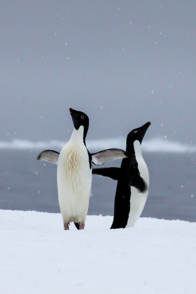 Dansen in de sneeuw