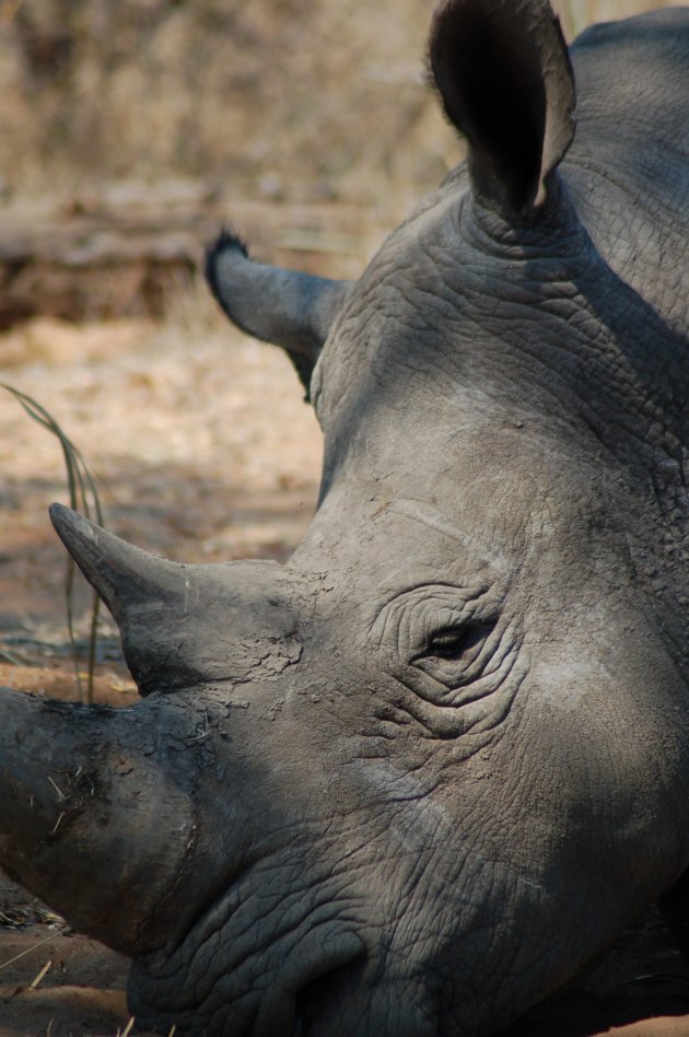 close-up white rino