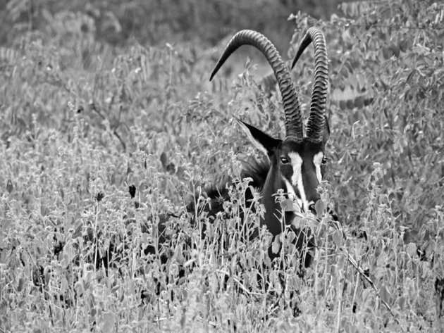 Sabelantilope in het lange gras