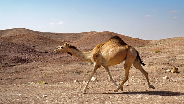 Voetjes van de vloer in Wahiba Sands