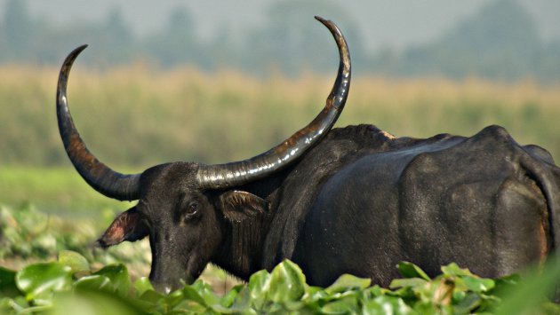 Wilde waterbuffel - Dibru-Saikhowa N.P.