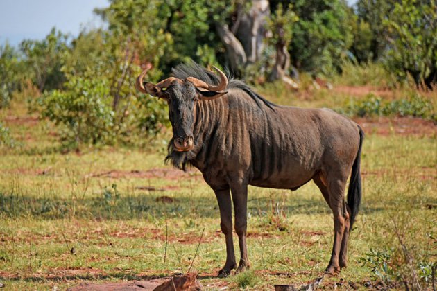 Wildebeest in prive reserve.