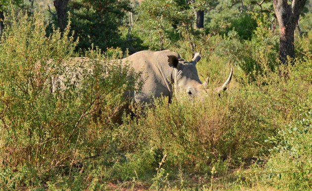 Neushoorn verscholen in het lange gras