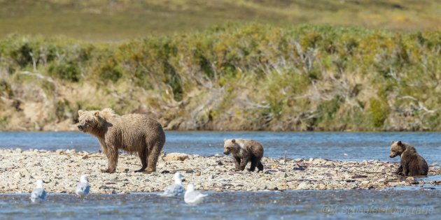 Met haar twee cubs