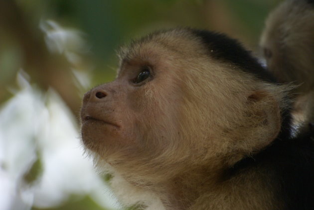 Capucijneraap in Cahuita N.P.