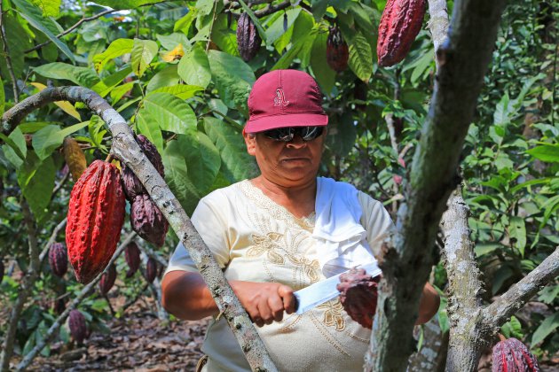 Cacao