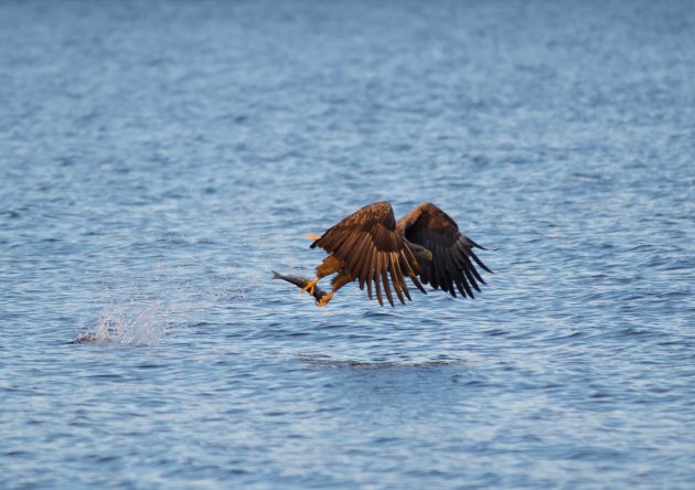 "The catch of the day" voor de zeearend