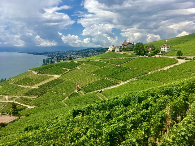 Lavaux, het wijngebied bij Lausanne