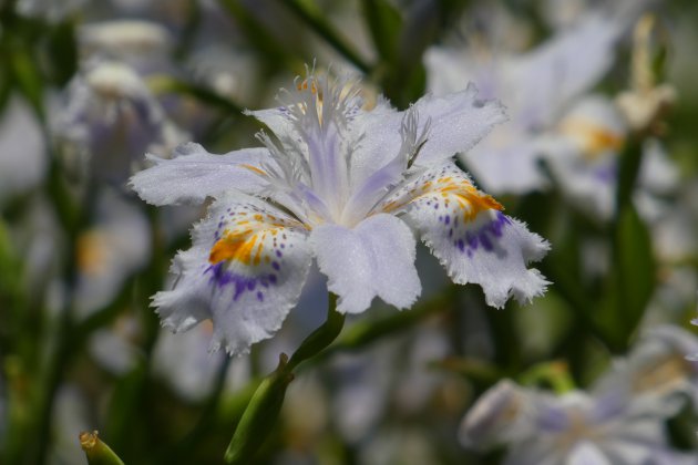 Lente in Japan