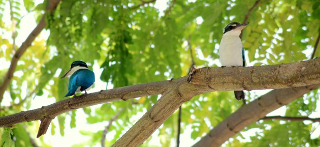 IJsvogel in de tropen