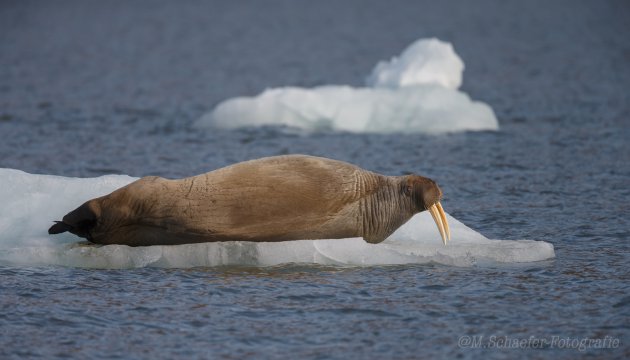 Walrus