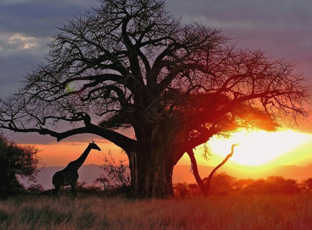 African sunset