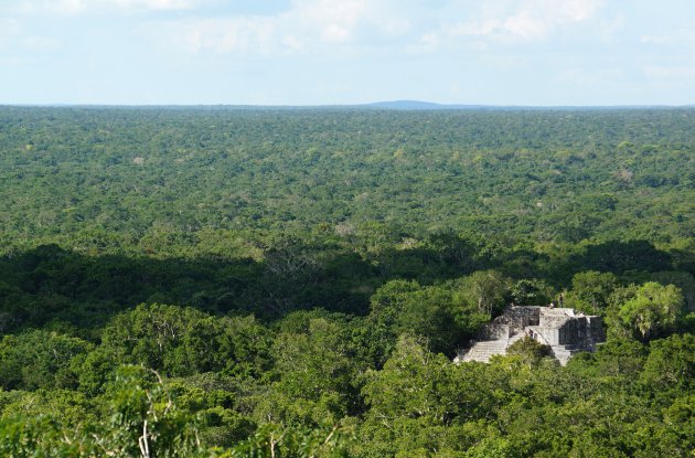 Jungle, zover het oog reikt