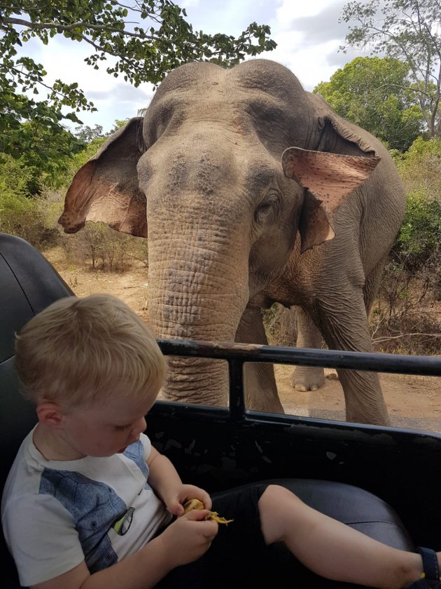 Olifant voeren zonder bananenschil