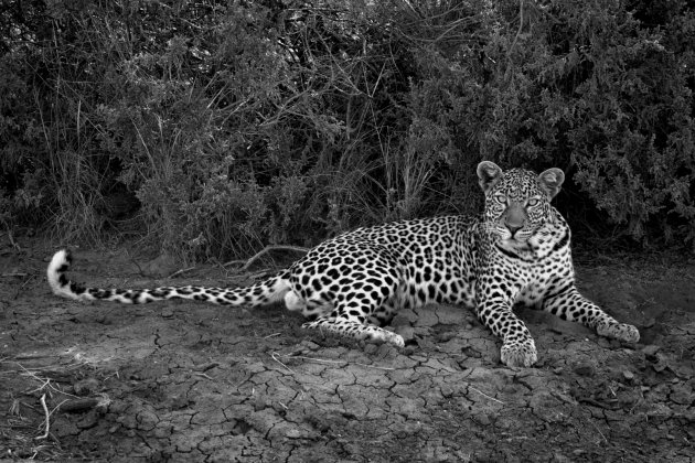 Leopard Kenya