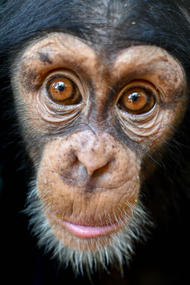 Chimpanzee Sanctuary in Sierra Leone