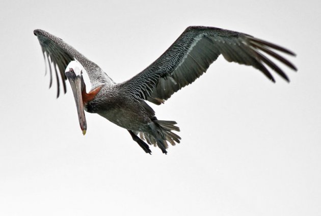 Heel hoog in de lucht!