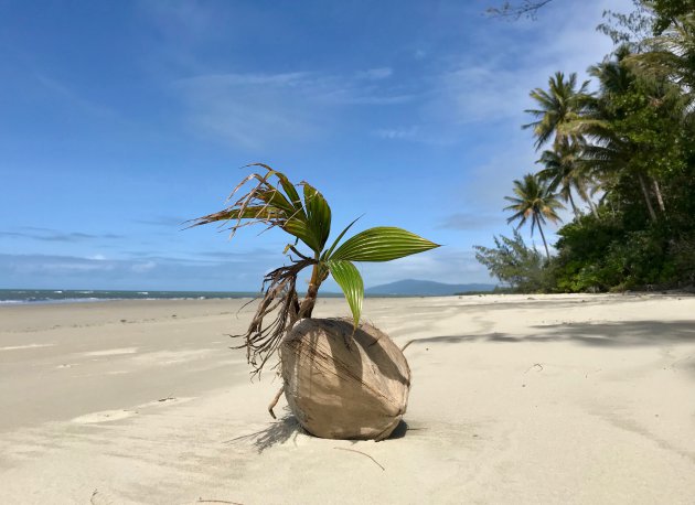 Op het strand van Cape Tribulation