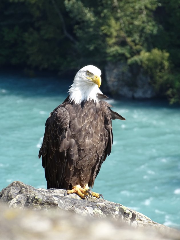 Alaska Eagle