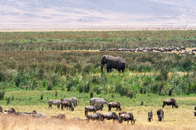 Wat een joekel van een olifant !