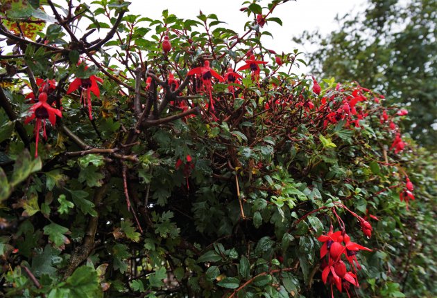 ierse fuchsiahaag