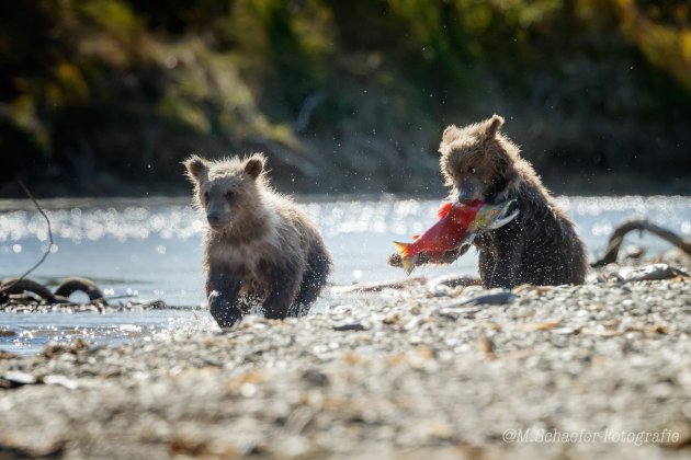 Grizzly cubs