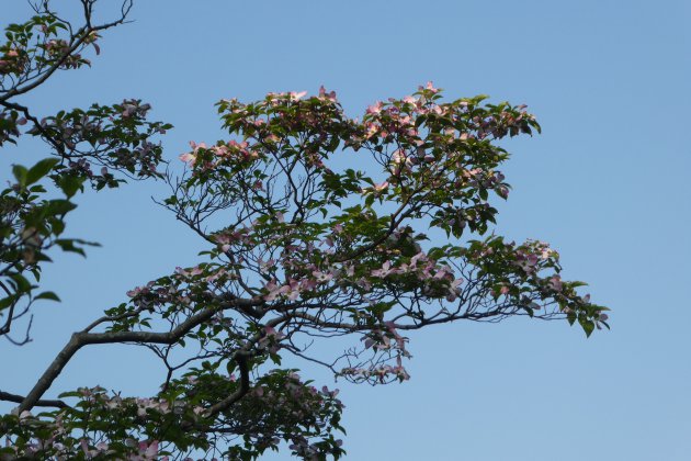 Bloesemen in Japan