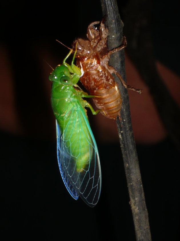 vervellende cicade