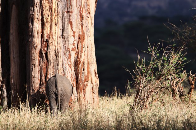 De grootte van een olifant in perspectief