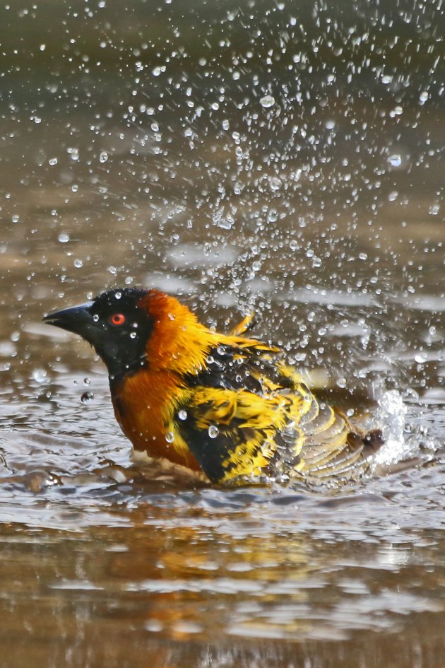 Wever vogeltje zoekt afkoeling