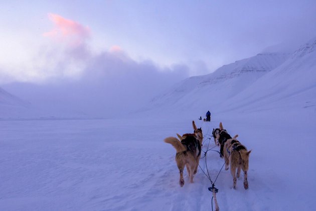 Svalbard Mushing