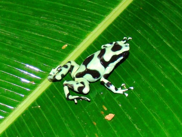 Dart frog