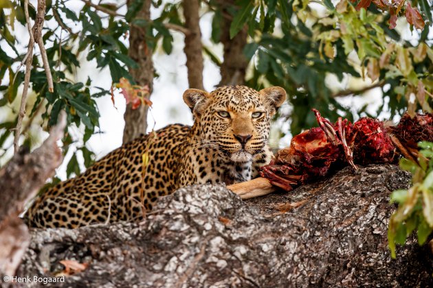 Dinner Time - Luipaard met impala prooi in de boom