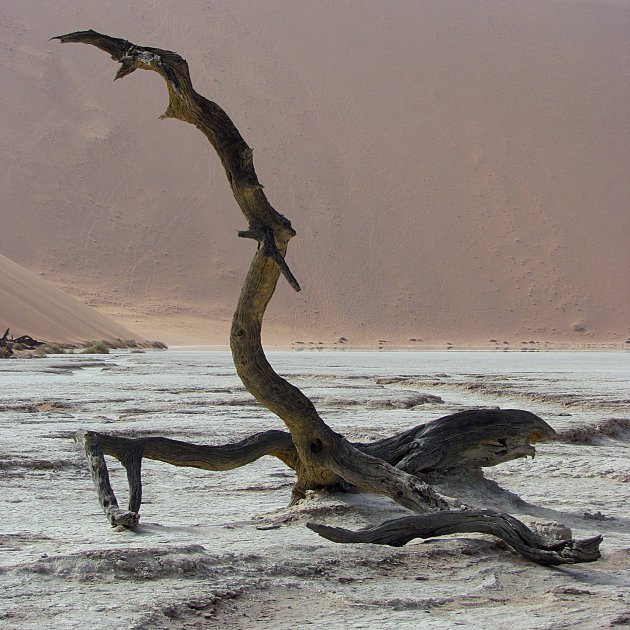 Dead tree in Dead Vlei