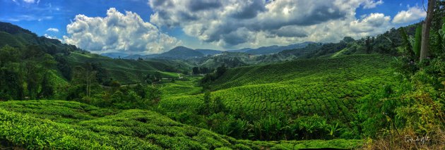 Genieten in de Cameron Highlands