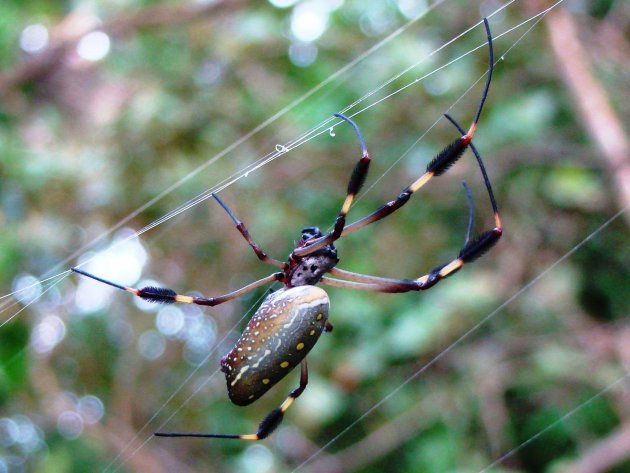 Golden orb spider