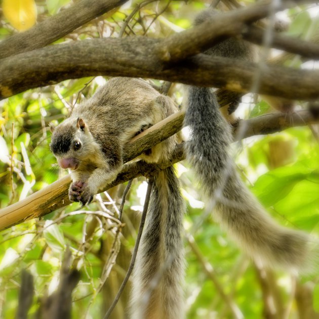 Grizzled giant squirrel