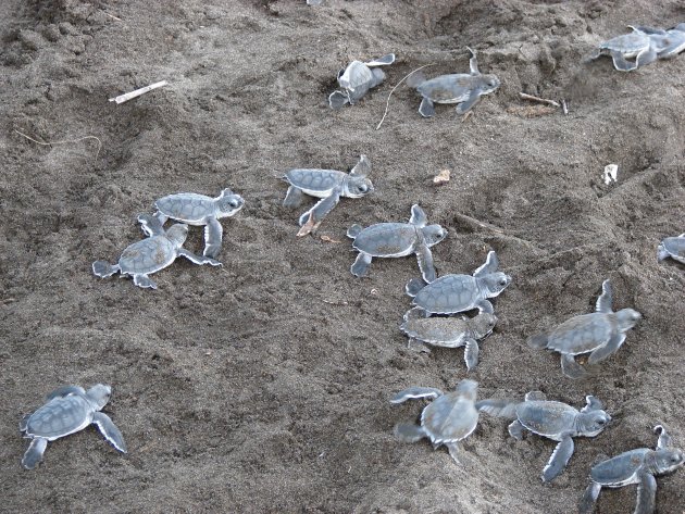 Net geboren schildpadjes