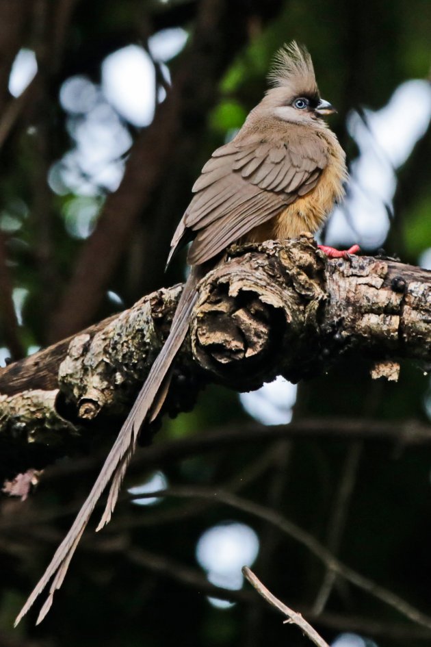 Speckled Mousebird