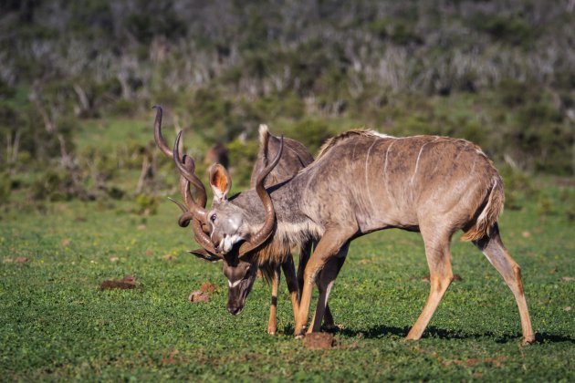 Conflict in het Addo Addo