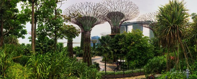 Hoge bomen in Singapore.