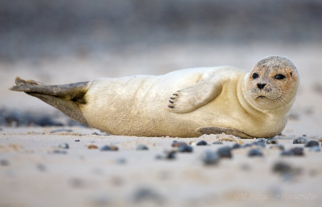 Zeehond