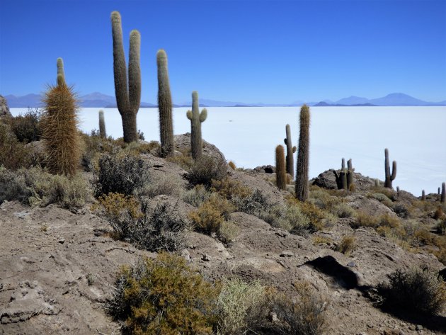 Isla Incahuasi in de Salar de Uyuni