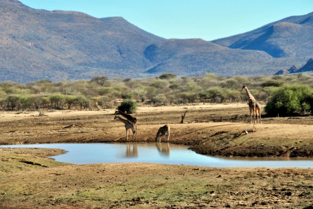 Waterplaats in Erindi Private Game Reserve