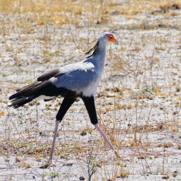 Statige secretarisvogel