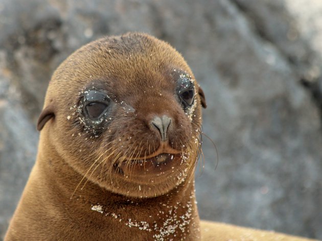 klein zeeleeuwtje op de Galapagos