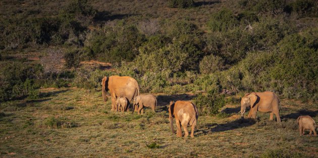 Het Addo Elephant Park doet zijn naam eer aan.