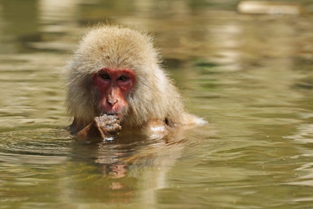 Jigokudani Snow Monkey Park