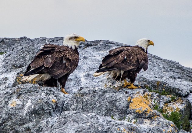 Zeearenden bij Vancouver Island